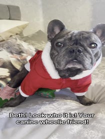 Poster for Holiday video from Bertie the Frenchie