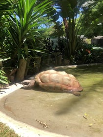 Poster for Birthday video from Shellebrate with a Tortoise Cameo