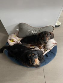 Poster for Birthday video from Charlie Sausage Dog