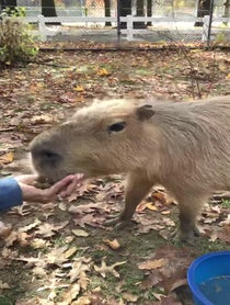 Poster for Holiday video from Andy the Capybara