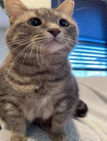Poster for Pep Talk video from Dizzy Crosseyed Kitty