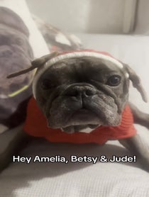 Poster for Holiday video from Bertie the Frenchie