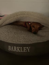Poster for Birthday video from Barkley The Dog