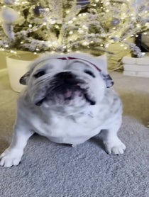 Poster for Holiday video from Eggnog The Bulldog