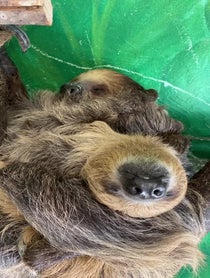Poster for Holiday video from Sloths at Stone Zoo