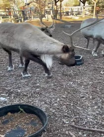 Poster for Holiday video from Brookfield Zoo Reindeer