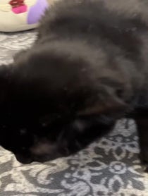 Poster for Birthday video from Manny Halloween Cat