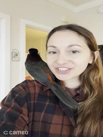 Poster for Intro video video from Chester the Toucan