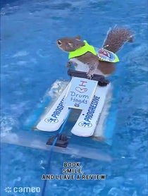 Poster for Intro video video from Twiggy the Water Skiing Squirrel