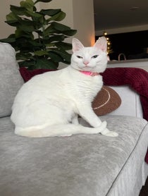 Poster for Pep Talk video from The Khaleesi Cat
