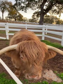 Poster for Birthday video from Buckley The Highland Cow