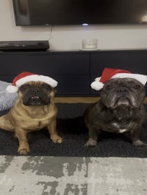 Poster for Other video from Bertie the Frenchie