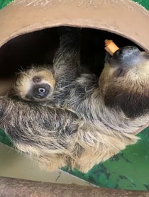 Poster for Holiday video from Sloths at Stone Zoo