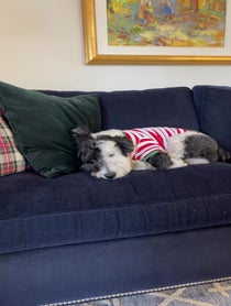Poster for Other video from Bear The Sheepadoodle
