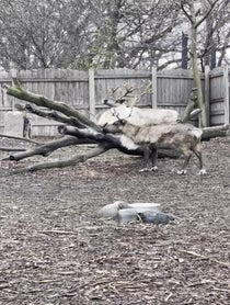 Poster for Holiday video from Brookfield Zoo Reindeer