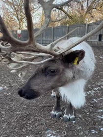 Poster for Holiday video from Brookfield Zoo Reindeer
