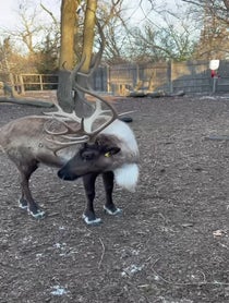 Poster for Holiday video from Brookfield Zoo Reindeer