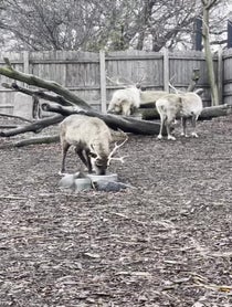 Poster for Holiday video from Brookfield Zoo Reindeer