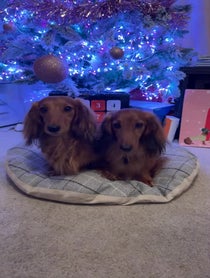 Poster for Holiday video from Cheddar & Chester