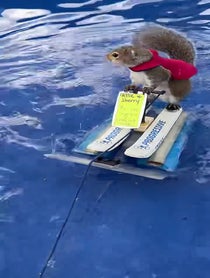Poster for Pep Talk video from Twiggy the Water Skiing Squirrel