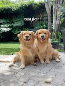 Poster for Other video from Molson & Maple | Golden Retrievers