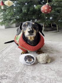 Poster for Gift video from Bruno The Mini Dachshund