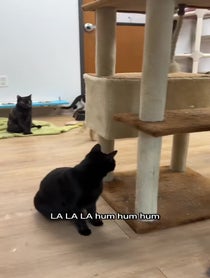 Poster for Pep Talk video from The Cattery Cat Shelter