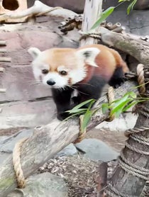 Poster for Birthday video from Red Pandas at Philadelphia Zoo