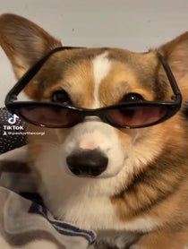 Poster for Birthday video from Pavlov The Corgi