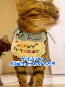 Poster for Birthday video from にゃんたまHOUSE