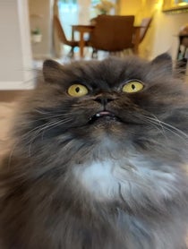 Poster for Birthday video from Bobbie the Persian
