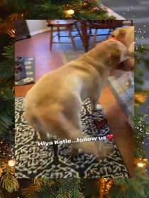Poster for Gift video from Joy of Willow and Nala