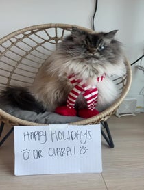Poster for Holiday video from Merlin The Mad Ragdoll