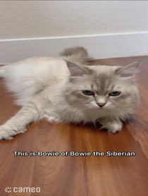 Poster for Intro video video from Bowie the Siberian