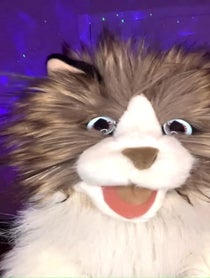 Poster for Gift video from The Talking Cat Puppet