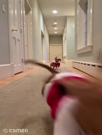 Poster for Intro video video from Wilson the Wiener