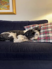 Poster for Holiday video from Bear The Sheepadoodle