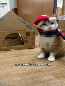 Poster for Birthday video from The Cattery Cat Shelter