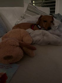 Poster for Holiday video from Barkley The Dog