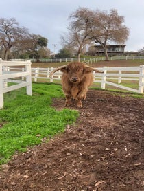Poster for Holiday video from Buckley The Highland Cow