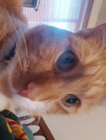 Poster for Pep Talk video from Dr. Oskar Cats Esq.