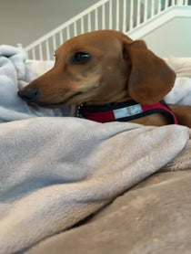 Poster for Gift video from Barkley The Dog