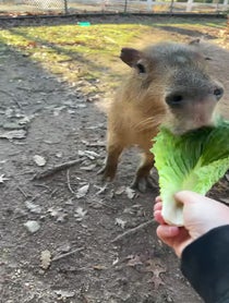 Poster for Birthday video from Andy the Capybara