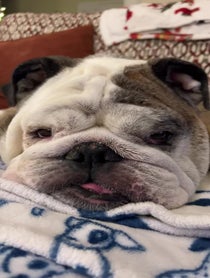 Poster for Birthday video from Reuben the Bulldog