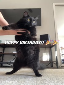 Poster for Intro video video from Olive and Pinto