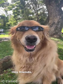 Poster for Intro video video from Stormy Golden Retriever