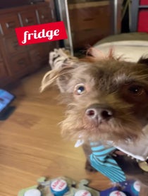 Poster for Pep Talk video from Bastian the Talking Terrier