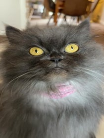 Poster for Birthday video from Bobbie the Persian