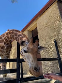 Poster for Pep Talk video from Giant Giraffe