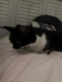 Poster for Birthday video from Big Kitty Puss Puss